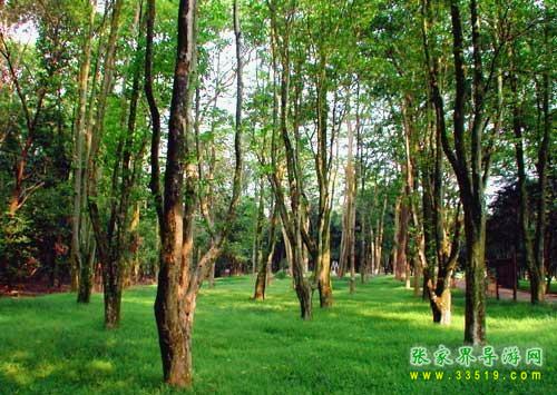 東臺(tái)山國家森林公園